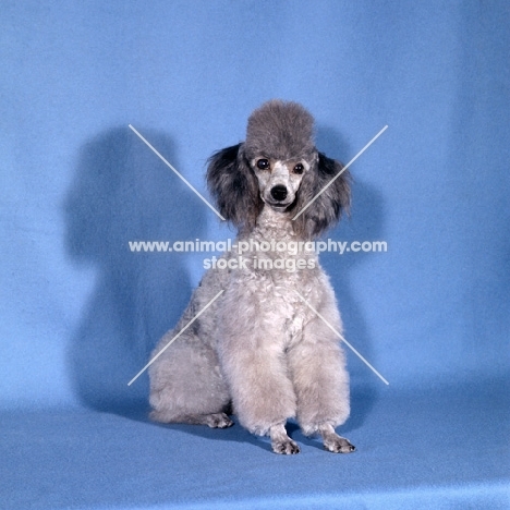 silver toy poodle in pet clip