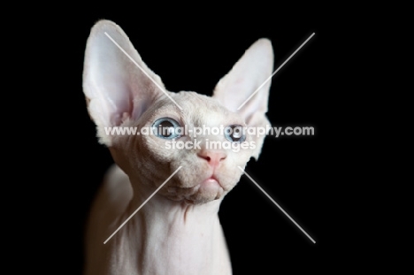 young Sphynx cat portrait