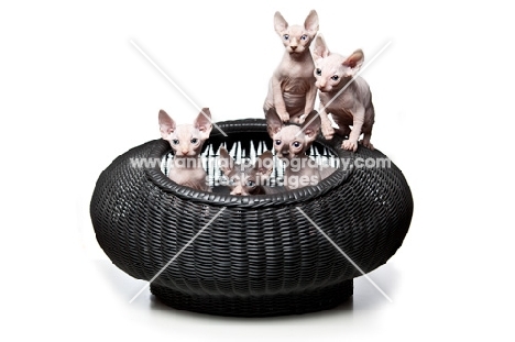 litter of 7 week old Sphynx kittens in basket