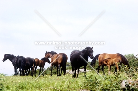 group of dartmoor ponies on dartmoor