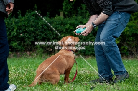 Nova Scotia Duck Tolling Retriever with retrieved dummy