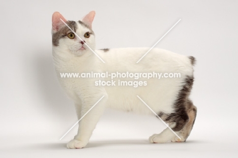Blue Classic Tabby and White Manx, side view