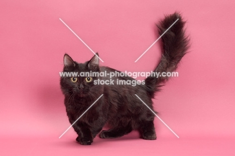 black longhair Munchkin