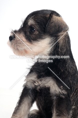 Miniature Schnauzer puppy portrait