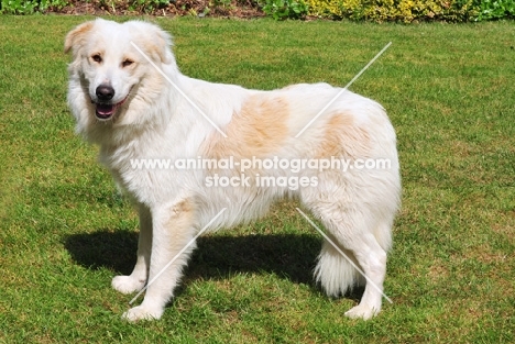 world champion Aidi guard dog of morocco, on grass