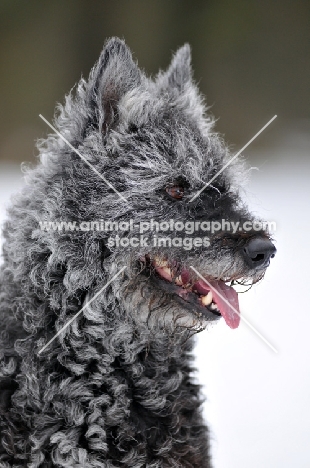 Dutch Shepherd Dog, rough haired, portrait