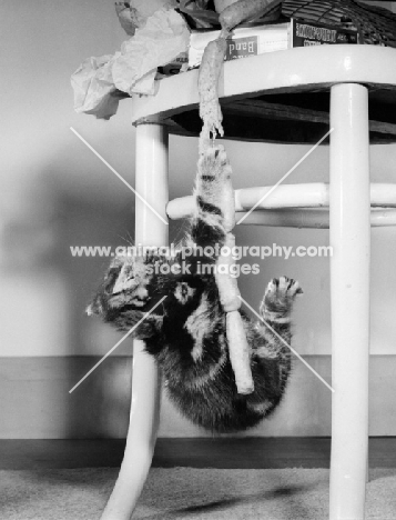 tabby kitten hanging from chair with sausages