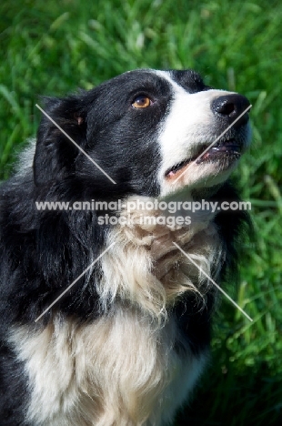 Border Collie concentrating