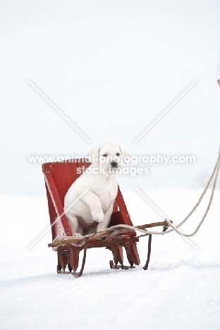 Labrador puppy on sleigh