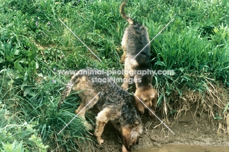 otterhound puppies climbing down river bank