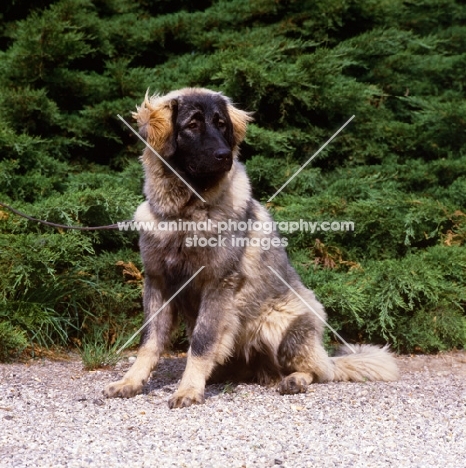  sarplaninac, yugoslavian sheepdog, sitting down