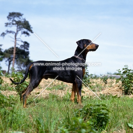 undocked dobermann  standing in the countryside