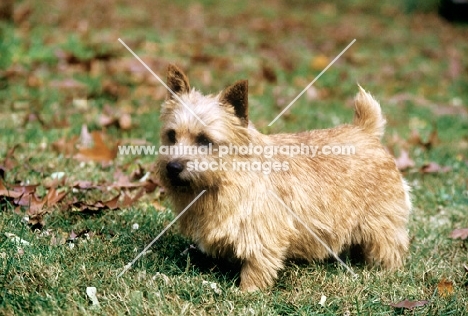 ch chidley lovey dovey standing on grass