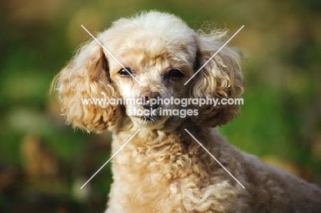 apricot coloured toy Poodle head study