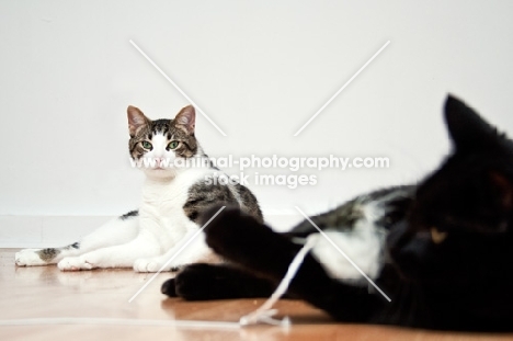 cat watching another cat play