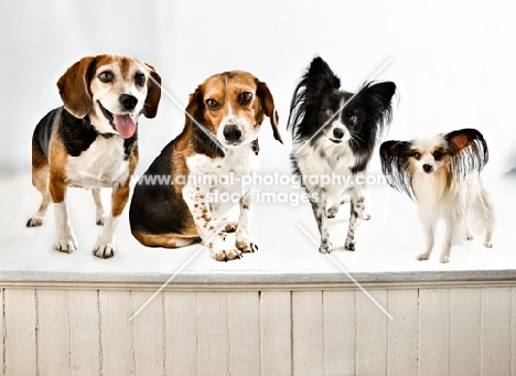 two Beagles and two Papillons
