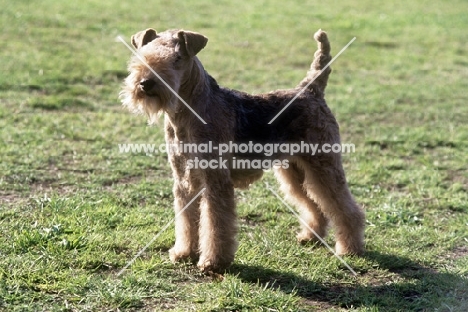 lakeland terrier in show trim 