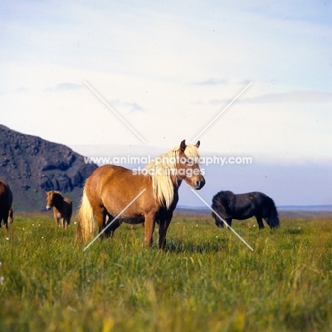 Iceland Horses at Olafsvellir
