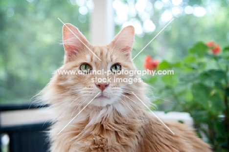 orange tabby looking out