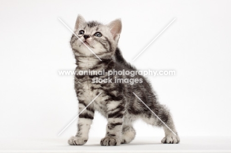 Silver Classic Tabby American Shorthair kitten