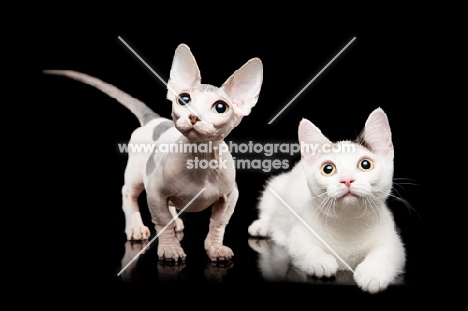 hairless and shorthaired Bambino cats on black background