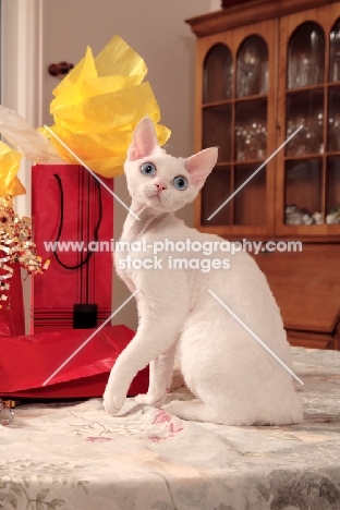 white Devon Rex