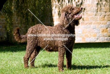 poodle in pet clip, side view