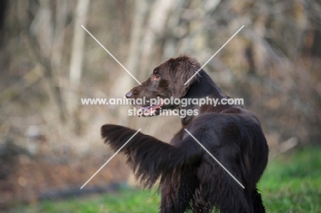 liver Flat Coated Retriever with tail up