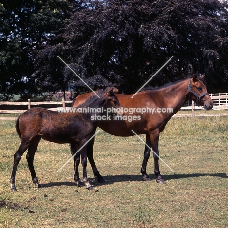 taliyeh, and foal  hopstone banafsheh (by felfel in iran)  caspian pony mare with foal at hopstone stud