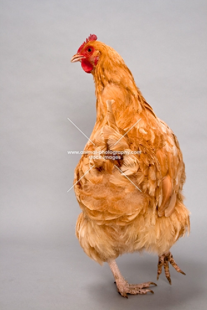 Buff Rock hen walking away in studio