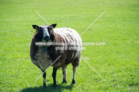 bonte Texel sheep, in field