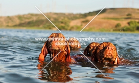 group of Hungarian Vizsla swimming