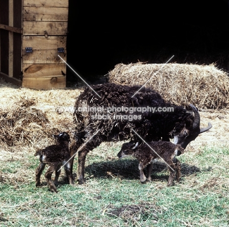 soay sheep with two lambs