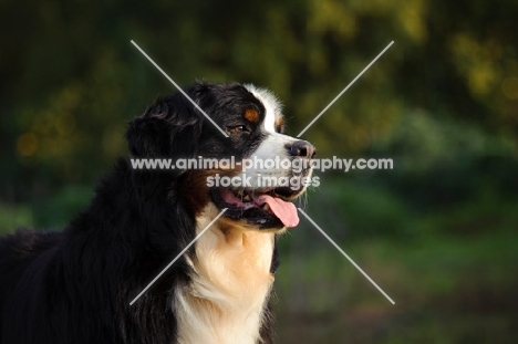 Bernese Mountain Dog (aka Berner Sennenhund) looking ahead