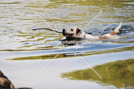Parson Russell Terrier swimming with stick