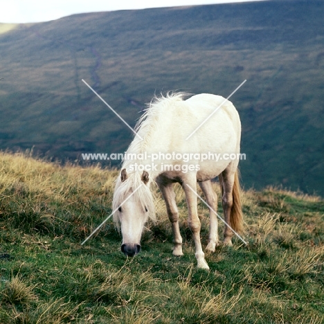 welsh mountain pony on the brecon beacons