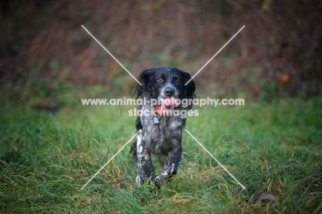 happy black and white English Setter running in a field