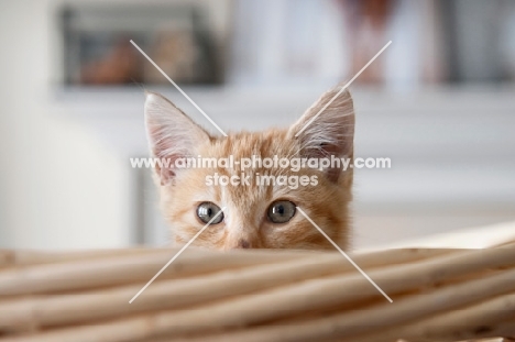 orange tabby kitten peeking over edge of basket