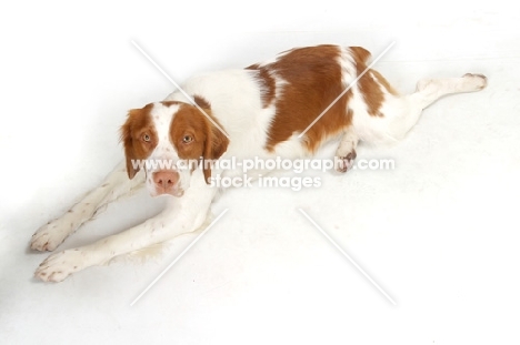 Australian Champion Brittany dog on white background, top view