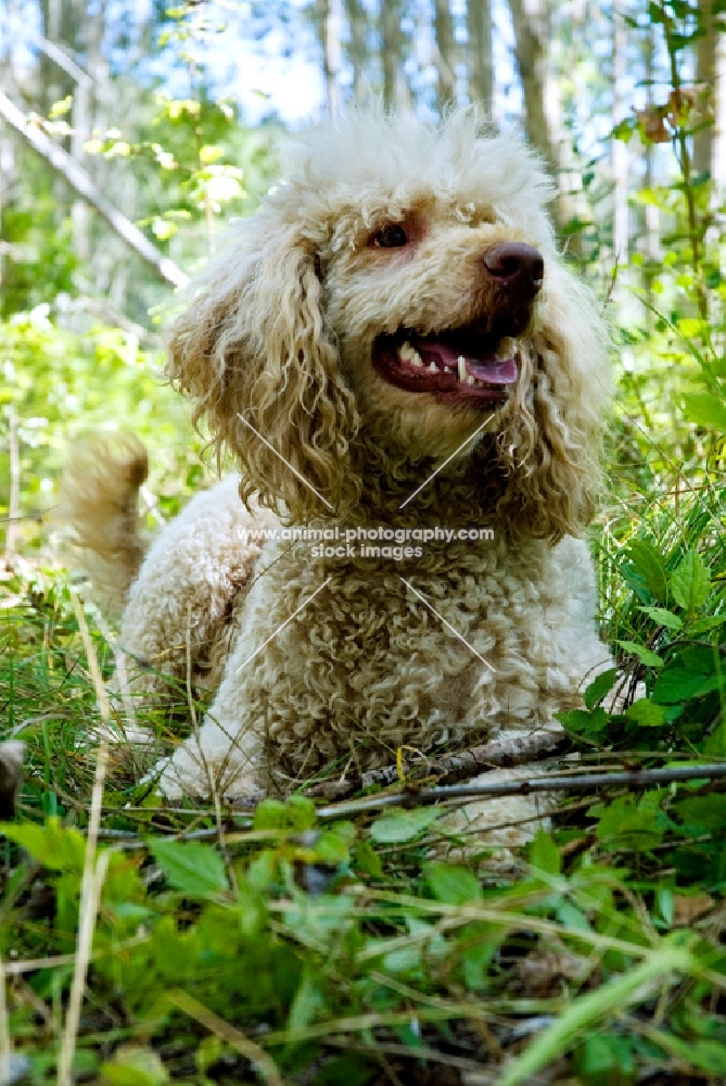 poodle lying in forest
