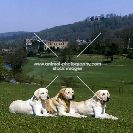 three yellow labradors at chatsworth, candlemas daisy