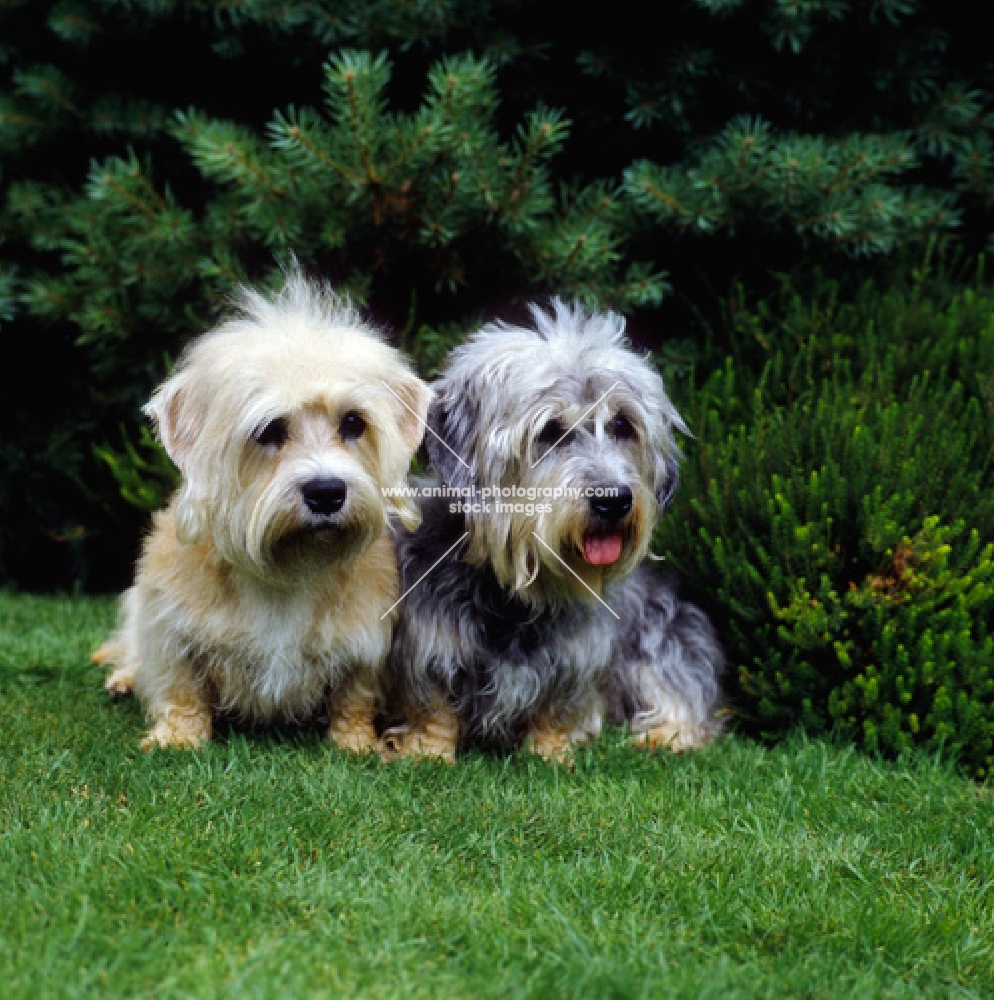 two dandie dinmonts, ch sandyclose scilla (mustard) ch sandyclose sonata, (pepper)  sitting close together