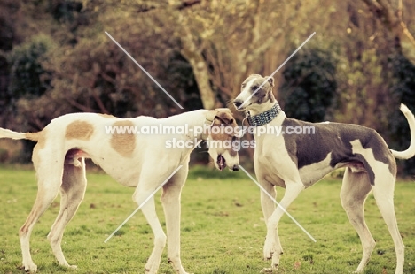 two Lurchers together