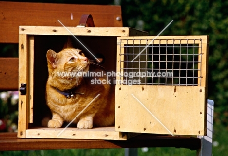 ginger cat in carrying box