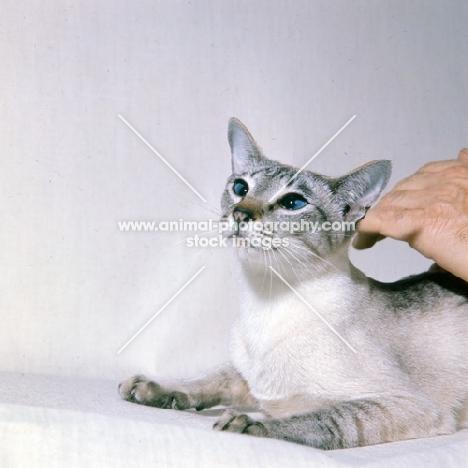 ch senty-twix frangipani, tabby point siamese cat being stroked