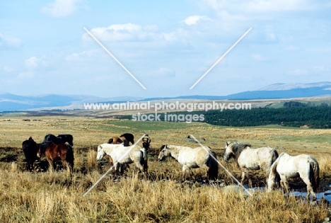 highland ponies walking on a moor in scotland