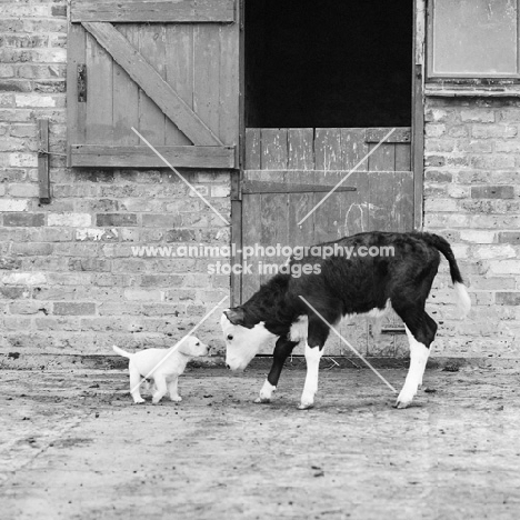 calf meeting a labrador puppy