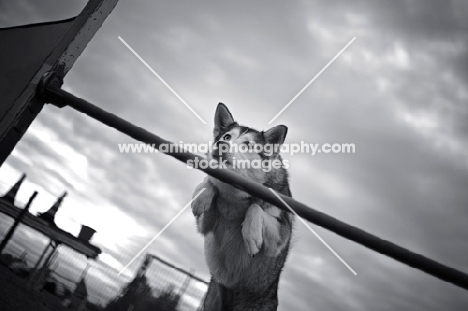 malamute mix jumping over an obstacle in an agility course