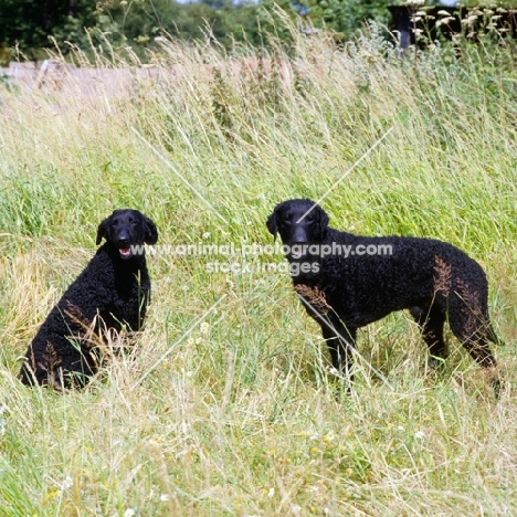 two champion curly coat retrievers