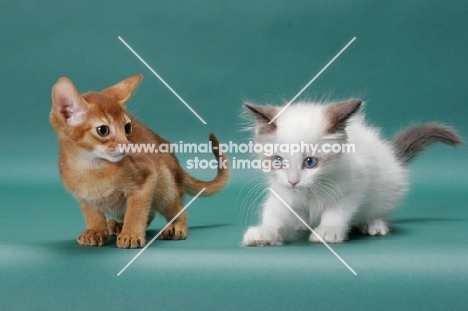 Sorrel (Red) Abyssinian kitten and Ragdoll kitten crouching down